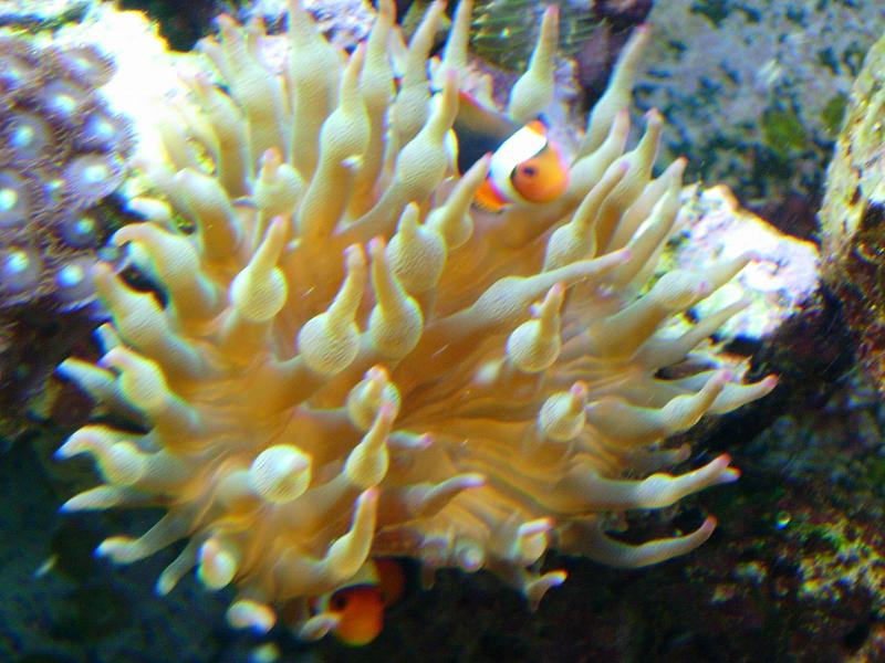 Clown fish in Green Bubble tip anemone