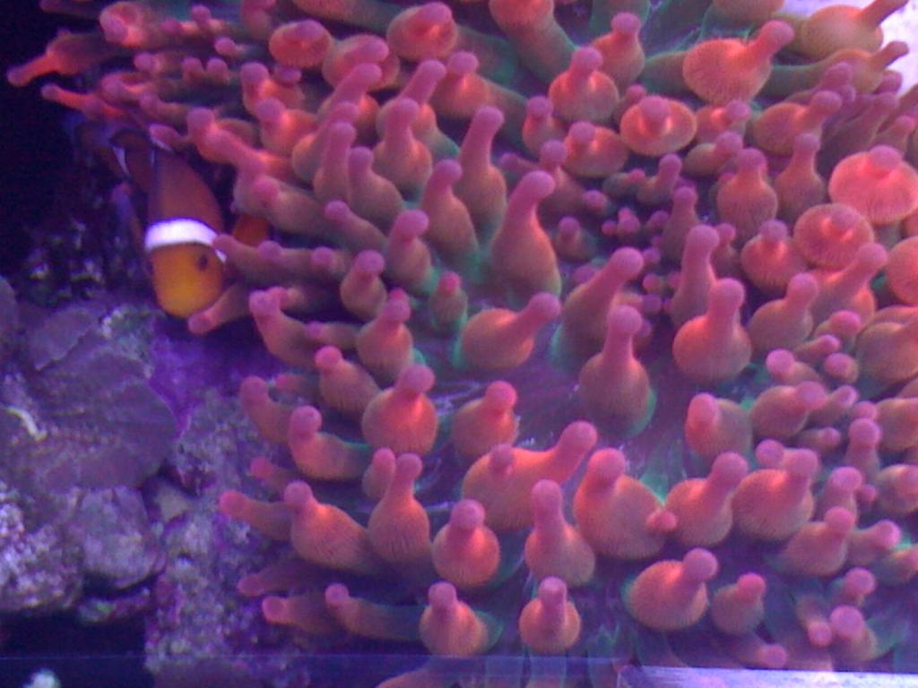 Clown fish in Rose Anemone