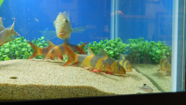 Clown Loaches and meet Angelina (JuruPari) in the background.