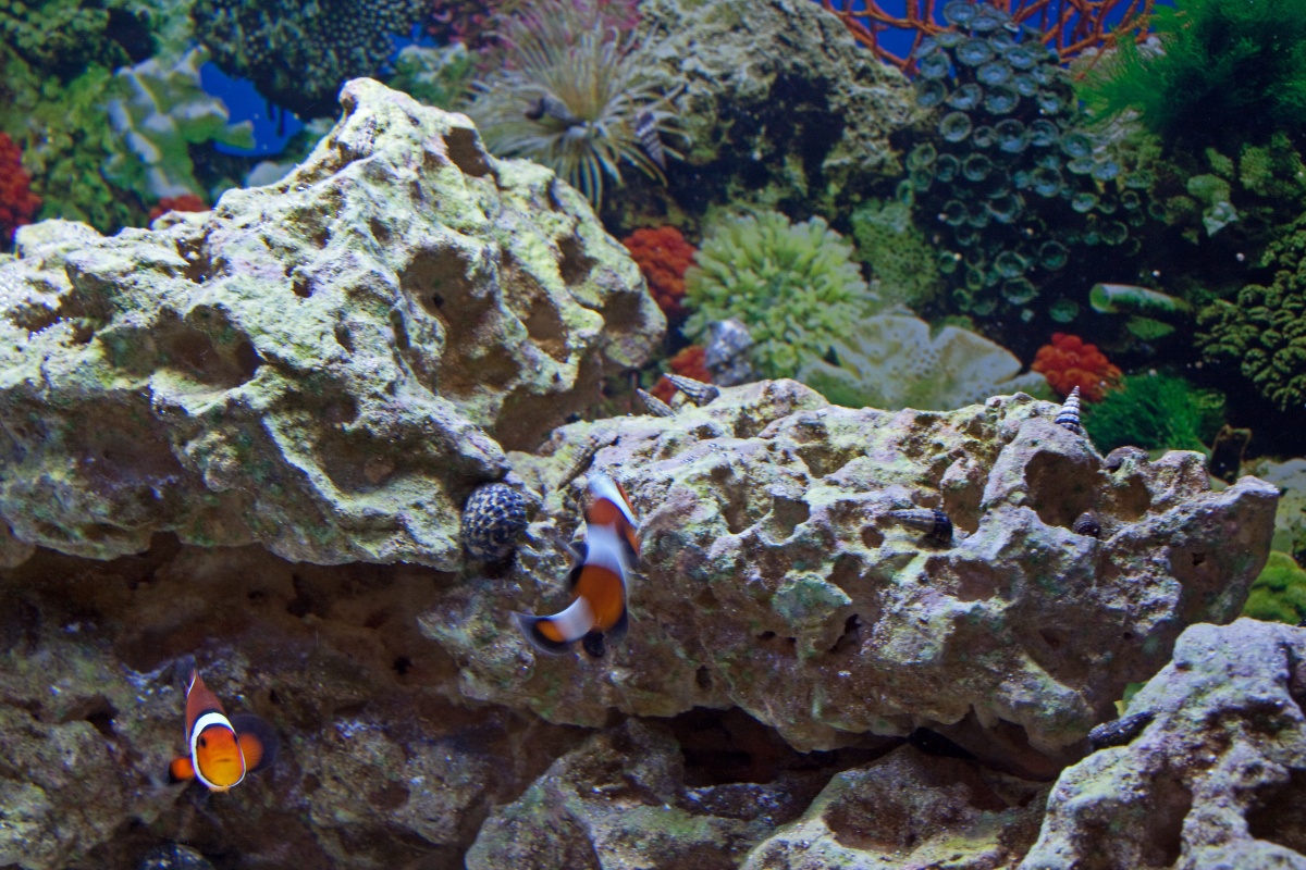 Clownfish darting around the live rock and clean up crew members.