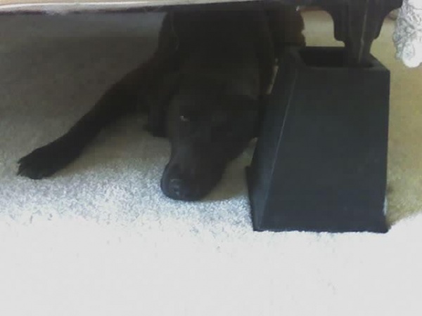 Cocoa hiding under the bed