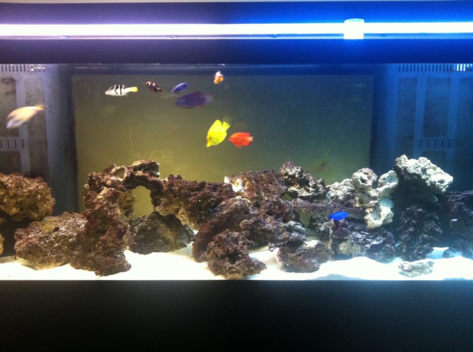 colorful tank id say