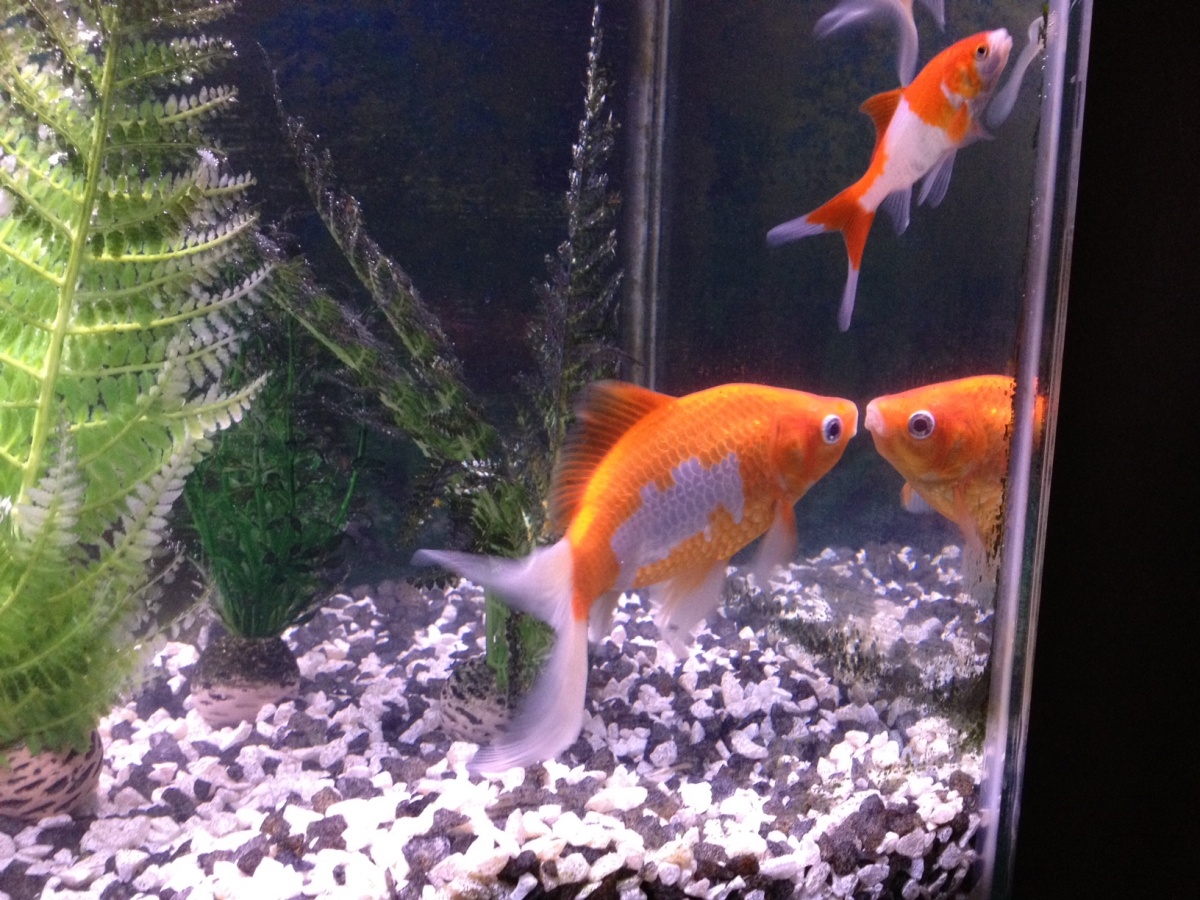 Comet Goldfish in former 29 gallon tank. I kept removing plants and decorations to try to give them more swimming room.
