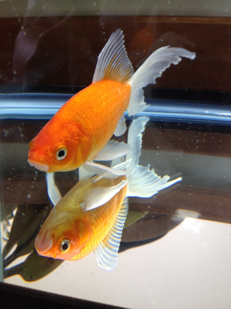 Comet Goldfish recovering in hospital tank. This initiated the purchase of a new 75 gallon tank to replace their 29 gallon tank. The cramped quarters 