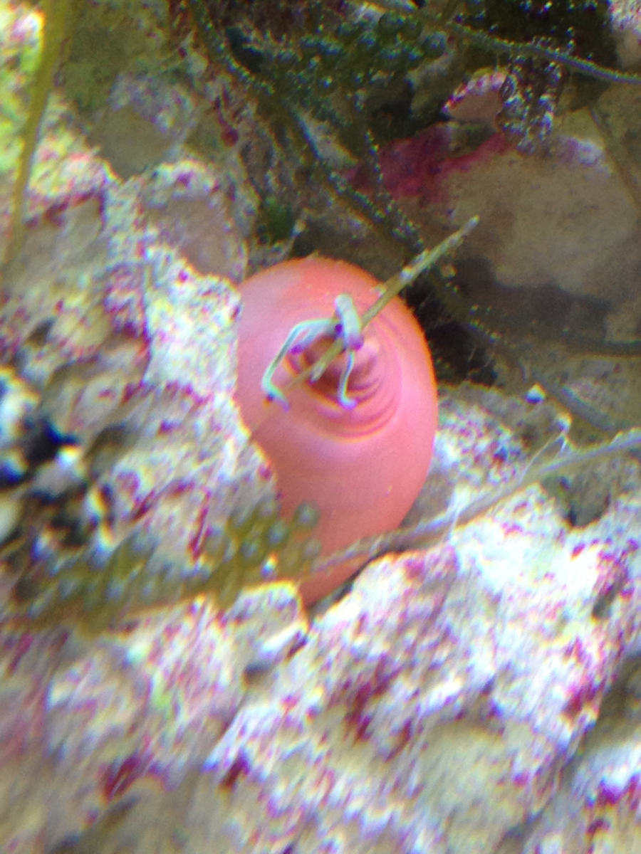 Condy anemone
