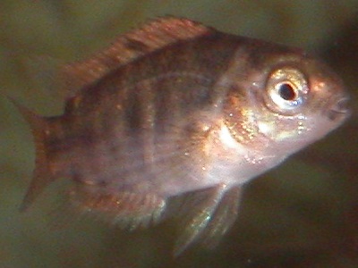 Convict fry at 4 weeks. Now eating flakes, frozen daphnia, and freeze dried bloodworms. Size is approximately 1/2 inch