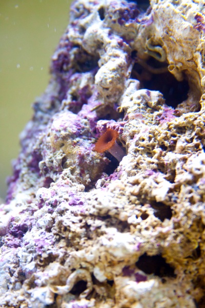 Coral, Anemone, or tube worm... not sure.