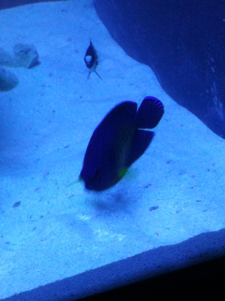 Coral beauty angelfish and three stripe damsel....not best pic doesn't show colors of coral beauty