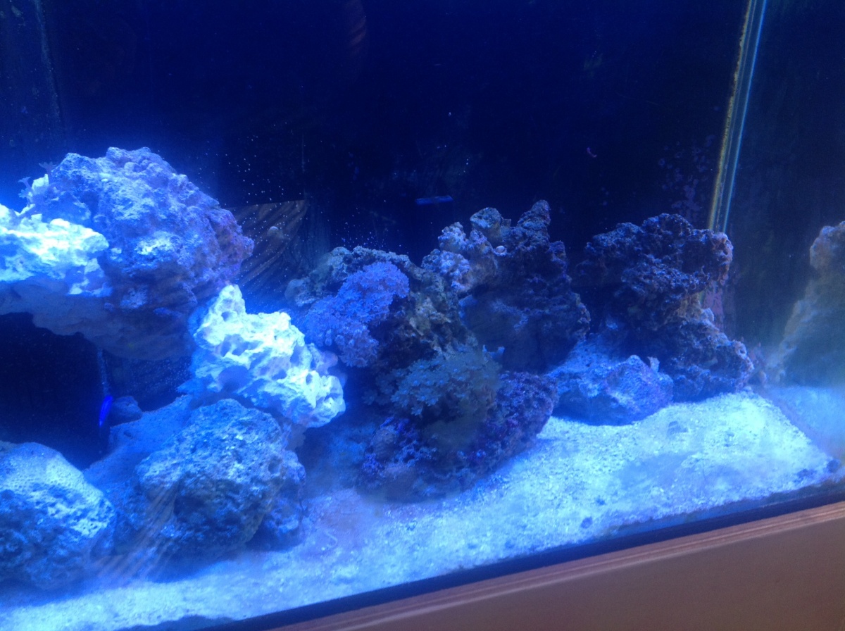 Coral moved to lower location hoping to get better color