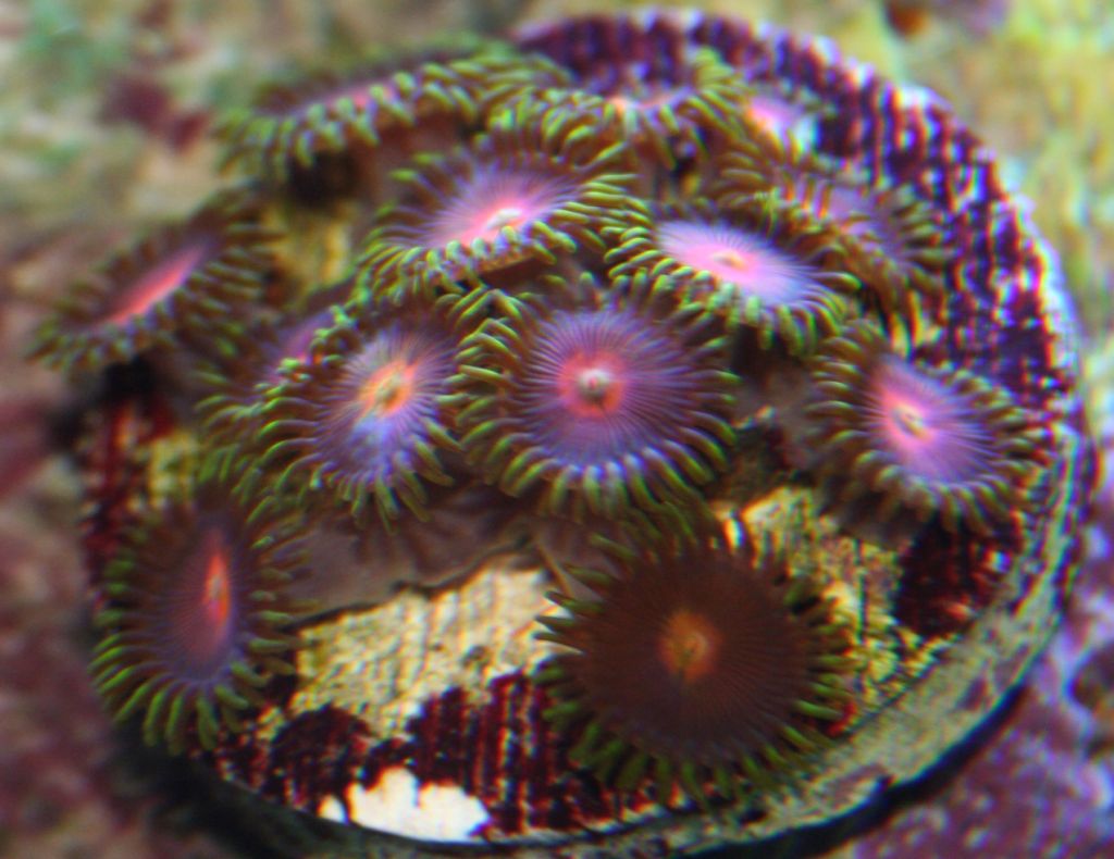 corals 002