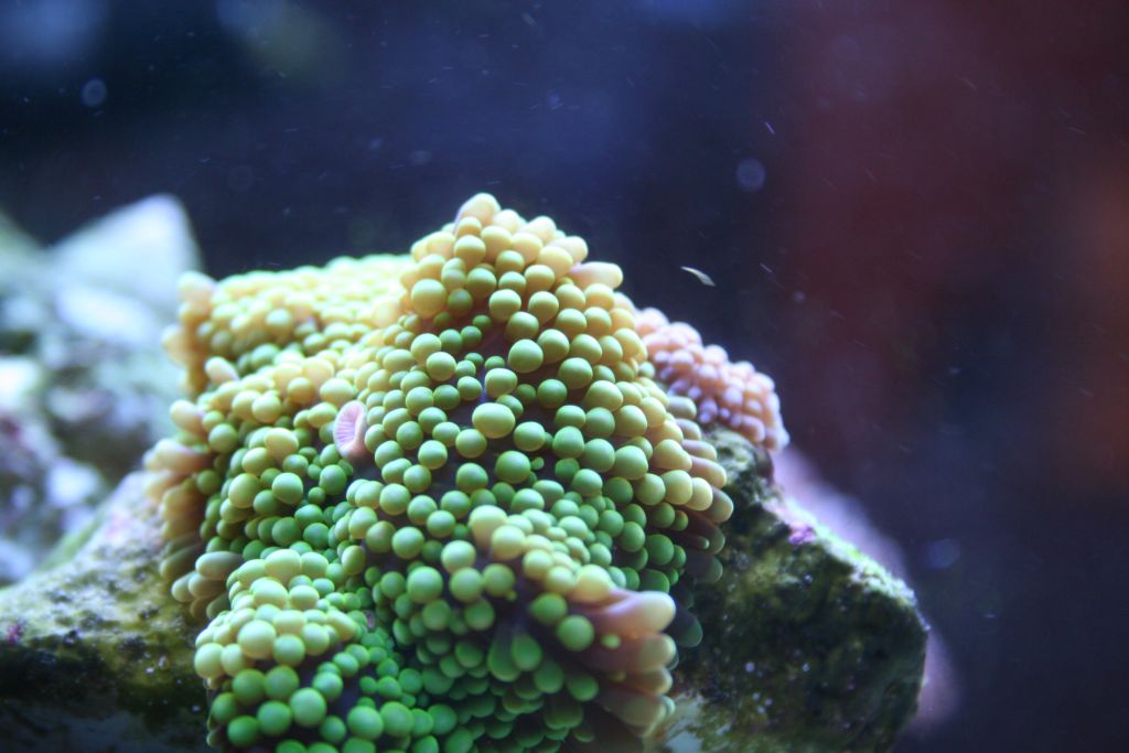 corals 018