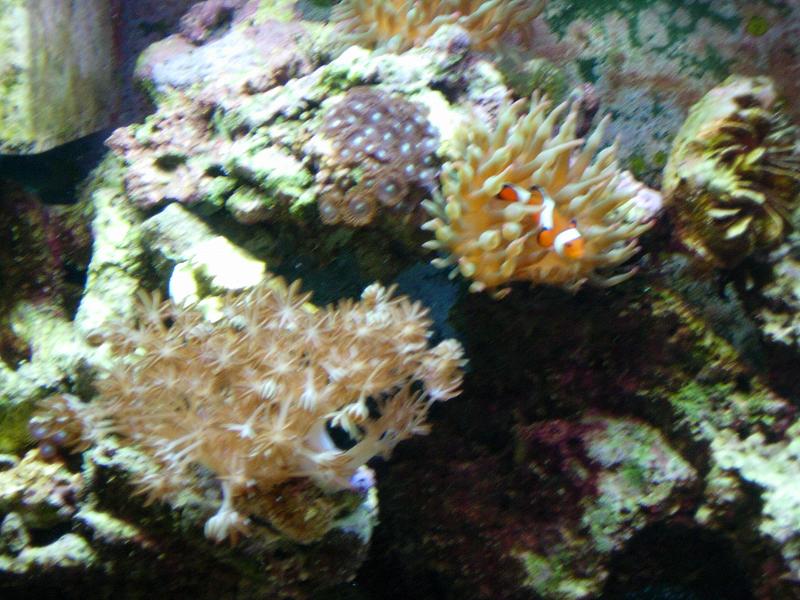 corals clown3 med
