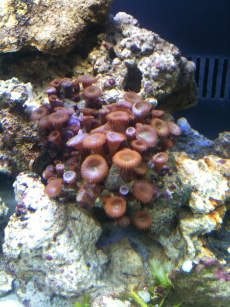 corals day 2 in tank