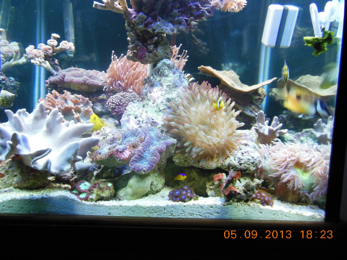 Corals waking up still but looking healthy so far. Tank was 2nd hand. Added extra rock and corals approx 4 weeks ago.