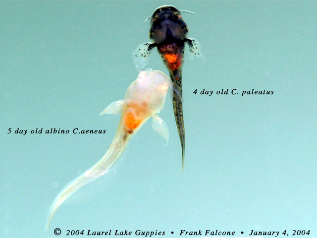 Corydoras aeneus and C. Corydoras paleatus with a tummy full of baby brine shrimp.