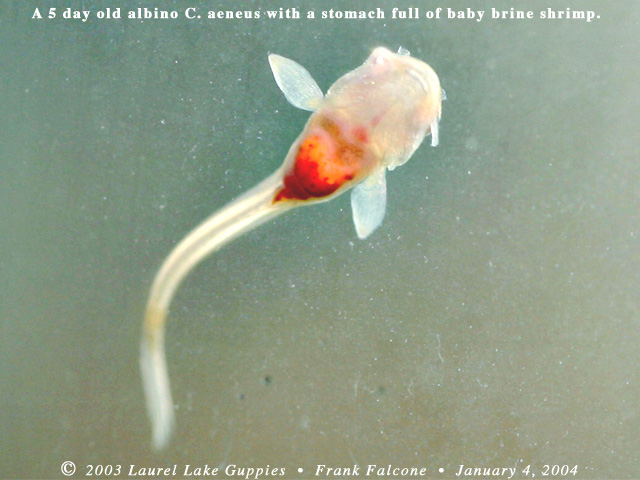 Corydoras aeneus fry at 5 days of age with a tummy full of baby brine shrimp.