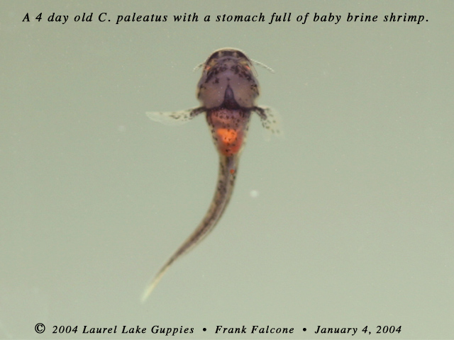 Corydoras paleatus at 4 days of age with a tummy full of baby brine shrimp
