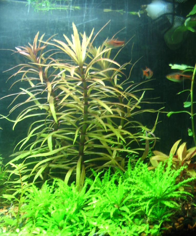 Couple of harlequin rasbora and plants.

Clockwise from bottom left corner: 
Elatine triandra, Rotala rotundifolia (indica?) var colorata (?), Pogoste