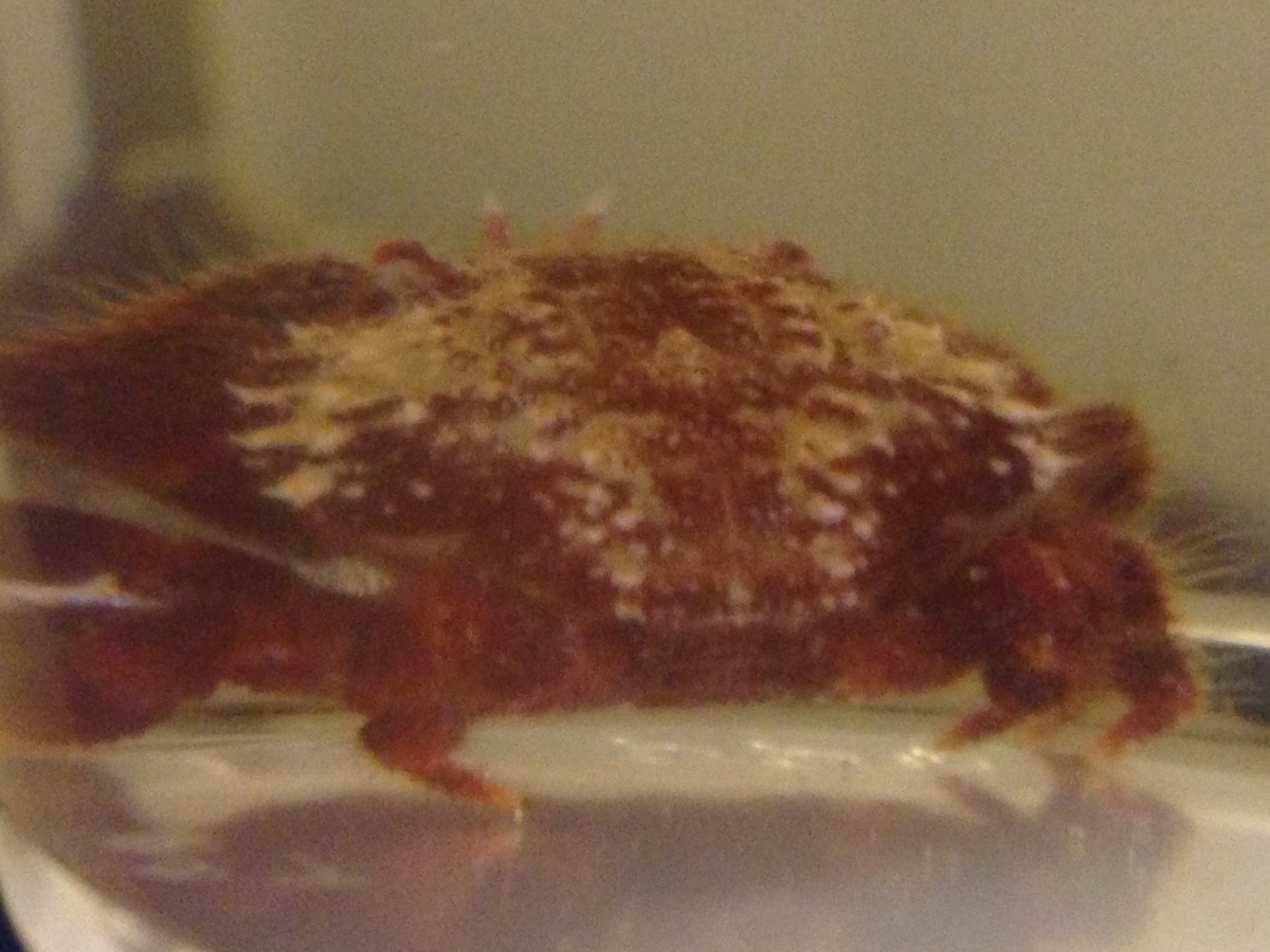 crab2