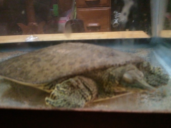 Croc sleeping (Rip) :(