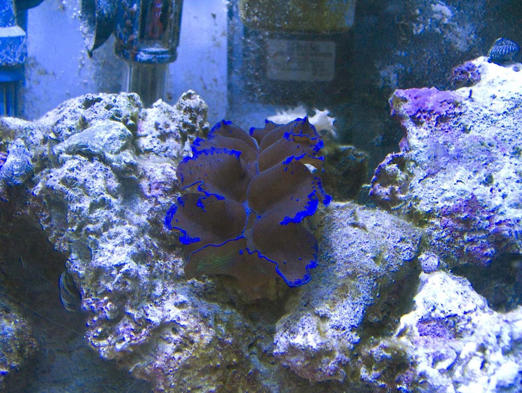 Crocea clam about 1.5 years after adding to tank