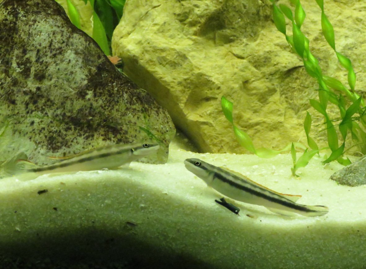 cross river goby2