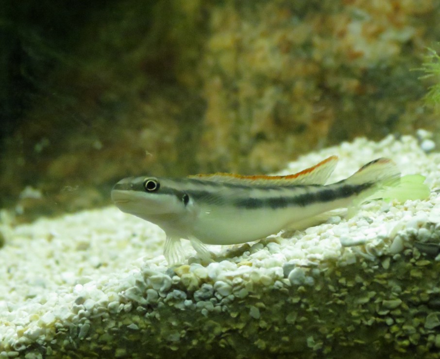 cross river goby3