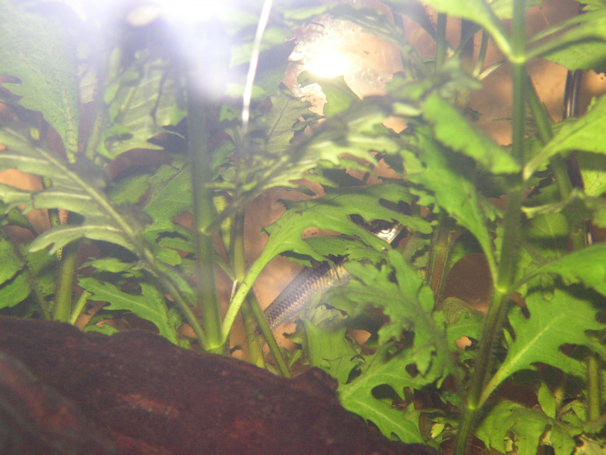 Crossocheilus siamensis - Siamese algae eater