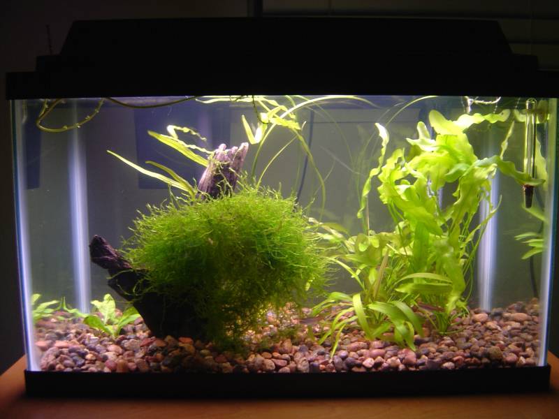 Currently holds 5 Glo Light Tetras and 1 Oto.  May introduce a beatiful red Betta and see where the chips fall.