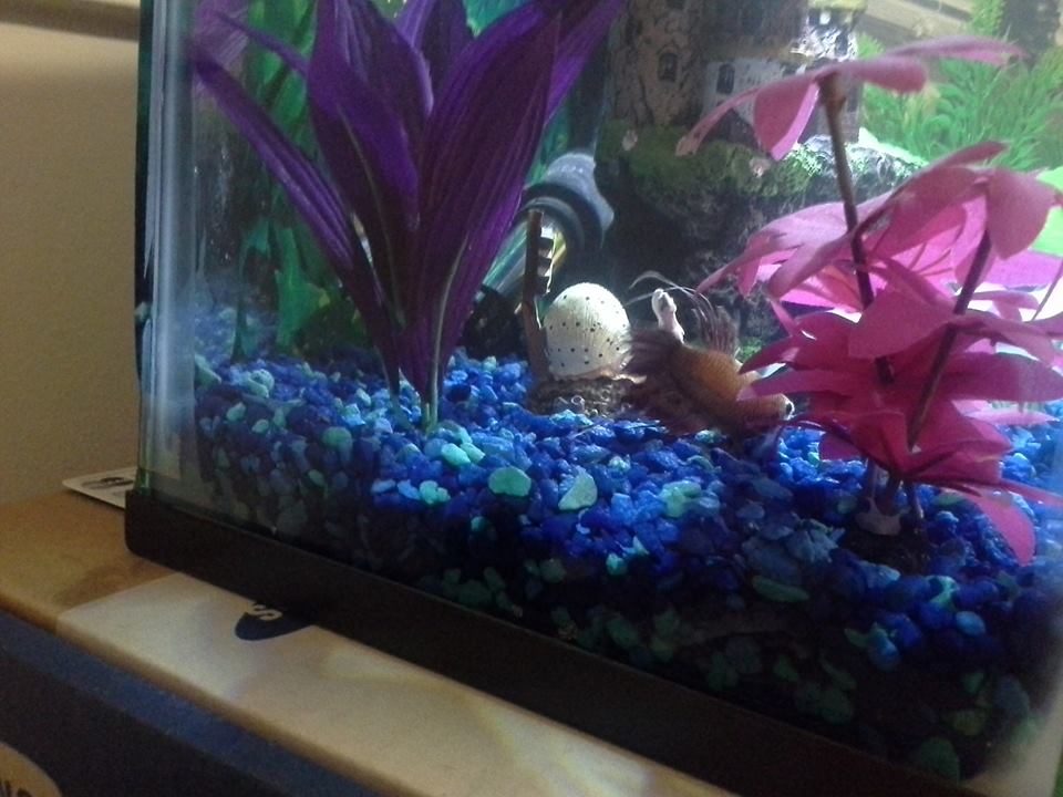 Cute-Fish.  Our original Betta.  He was a good personality hulk, with purple fins and a muddy colored body.  Passed away from dropsy. We miss him a lo
