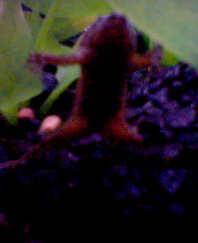 cute froggy; i have 2 in my tank and they are cute, although very boring during the day!