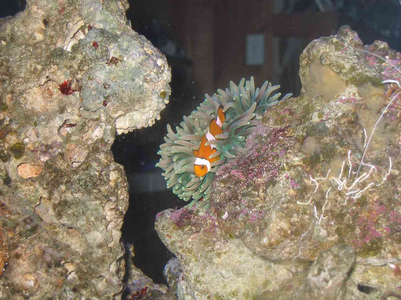 Day picture of our Percula Clown with our new Anenome...  Not sure what type of Anenome this is.