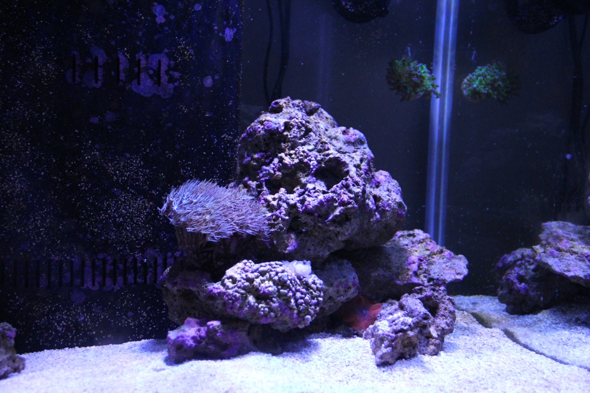 Dec 2012 Right Side of Tank