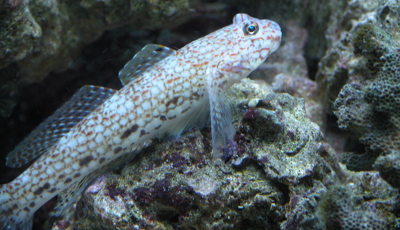 Decorated Goby
His name is Amtrack .  He is fun to watch as he pulls into the station.  Great personality.