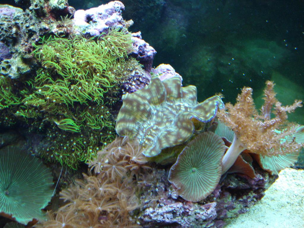 Derasa Clam & Misc Other Corals