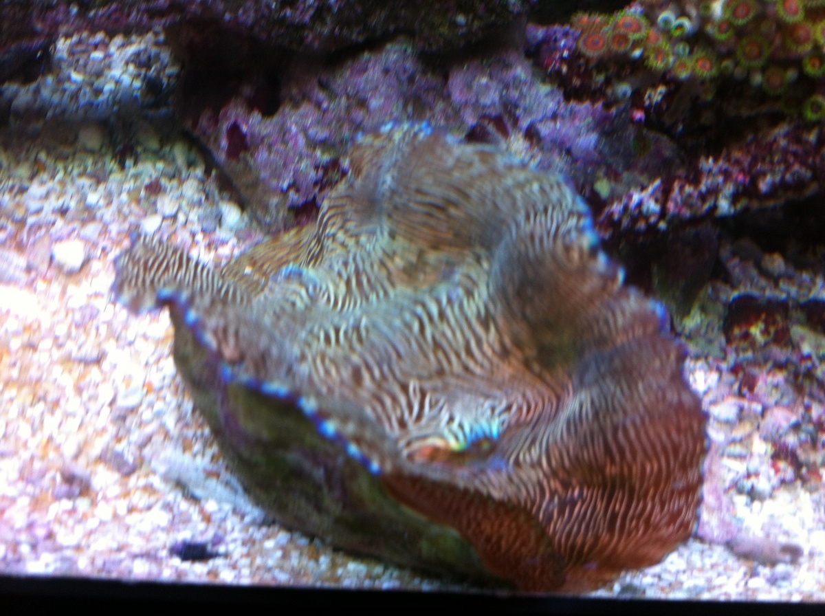 Deresa clam (moved from 37)
