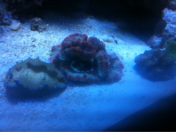 Deresa clam, teardrop maxima clam and brain coral.