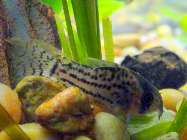 Does anyone know what type of corydora this little cutie is? Agassizz perhaps?