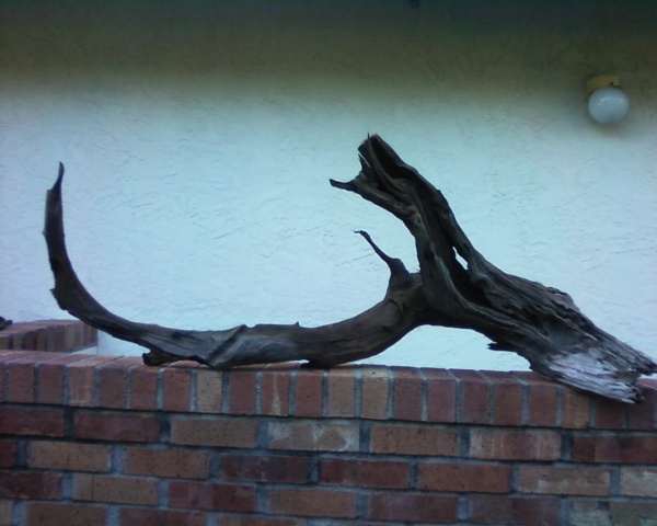 driftwood for 150g