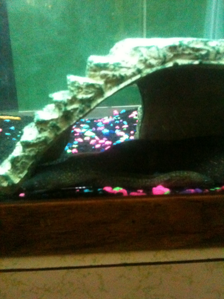 Drop dead Fred and junior our new baby eel!