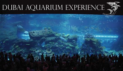 dubai aquarium experiencejpg