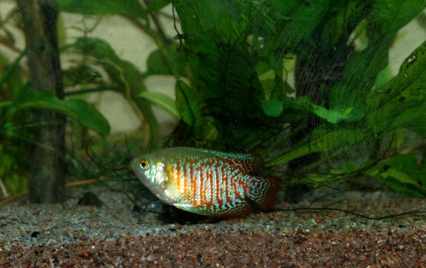 Dwarf Gourami....Sir Eatsalot cruisin the tank like he owns the place, which he does.