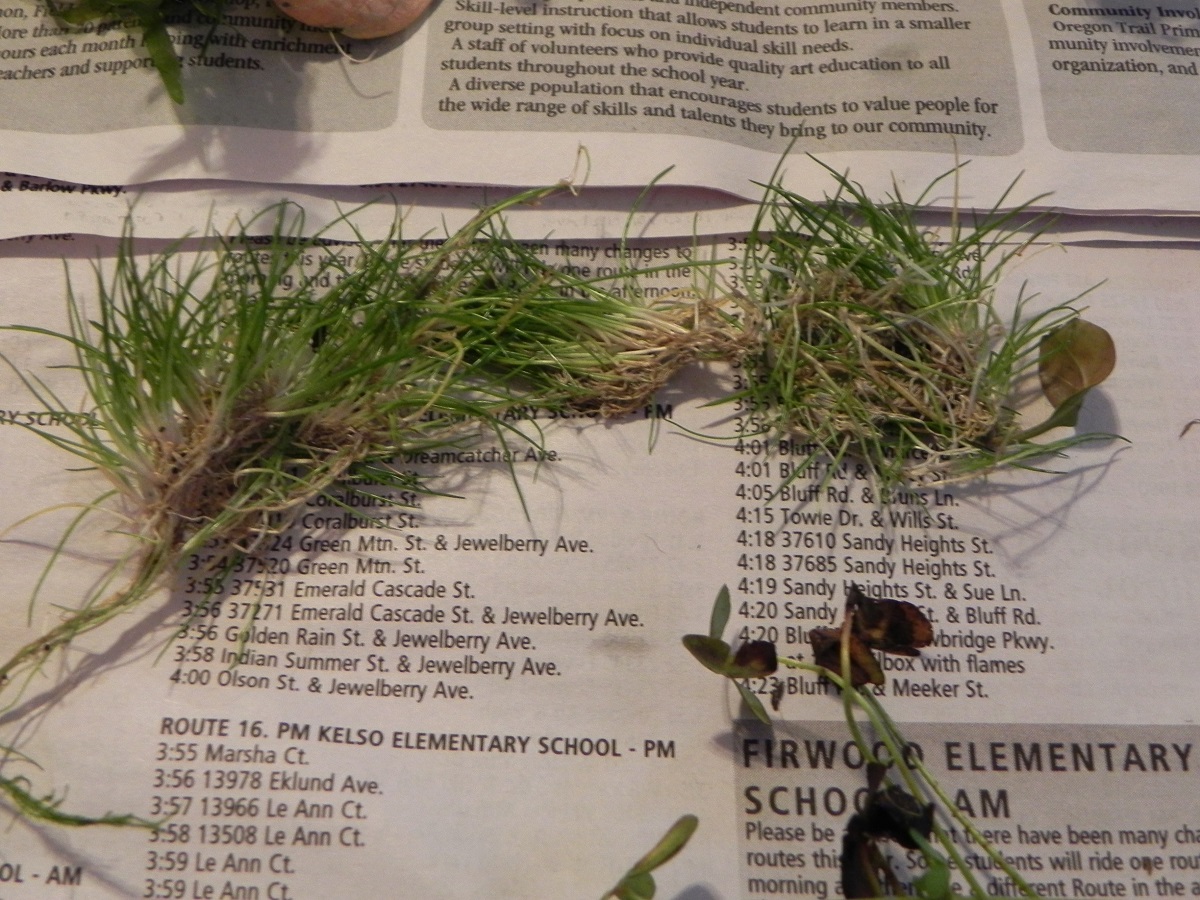 Dwarf hair grass