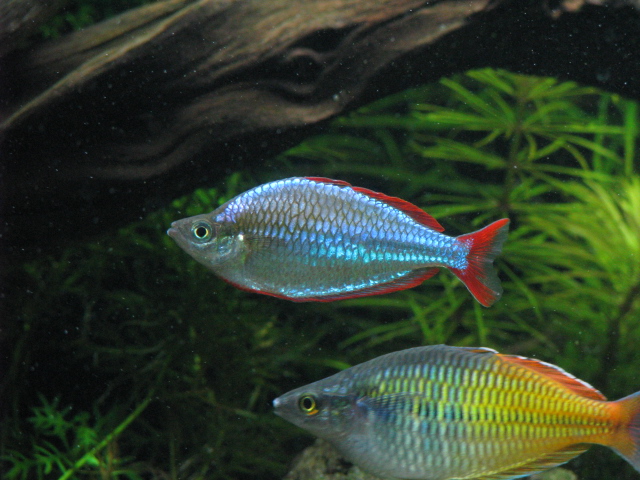 Dwarf Praecox Rainbowfish