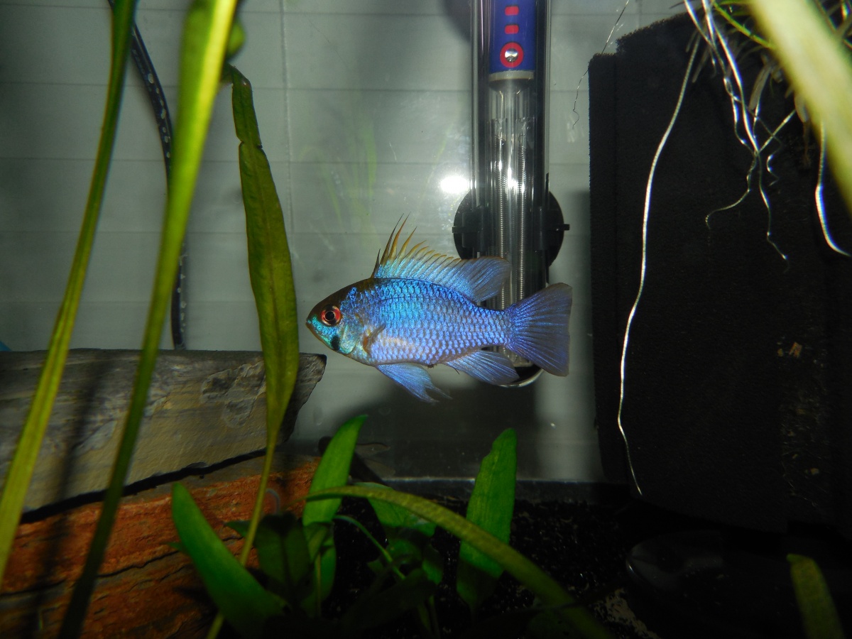 Electric Blue Ram - Male from my breeding pair