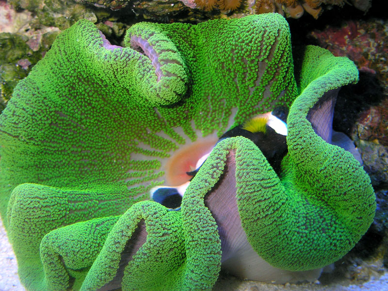 Electric green Carpet Anemone with black Saddle Back clownfish.