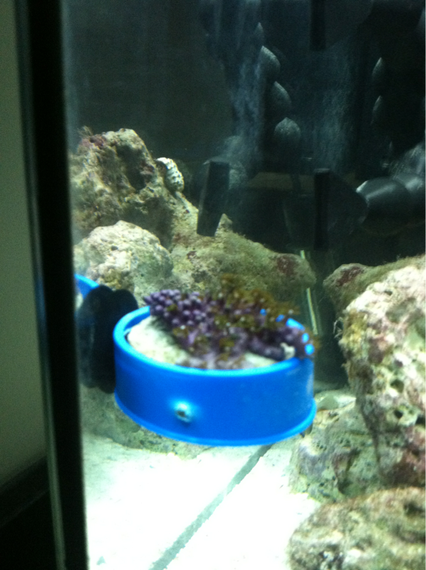 Elevated my GSP so my hermit crab would stop sitting on it and making it mad.  I used an extra suction cup and a plumbers tape case.  I felt like Magy