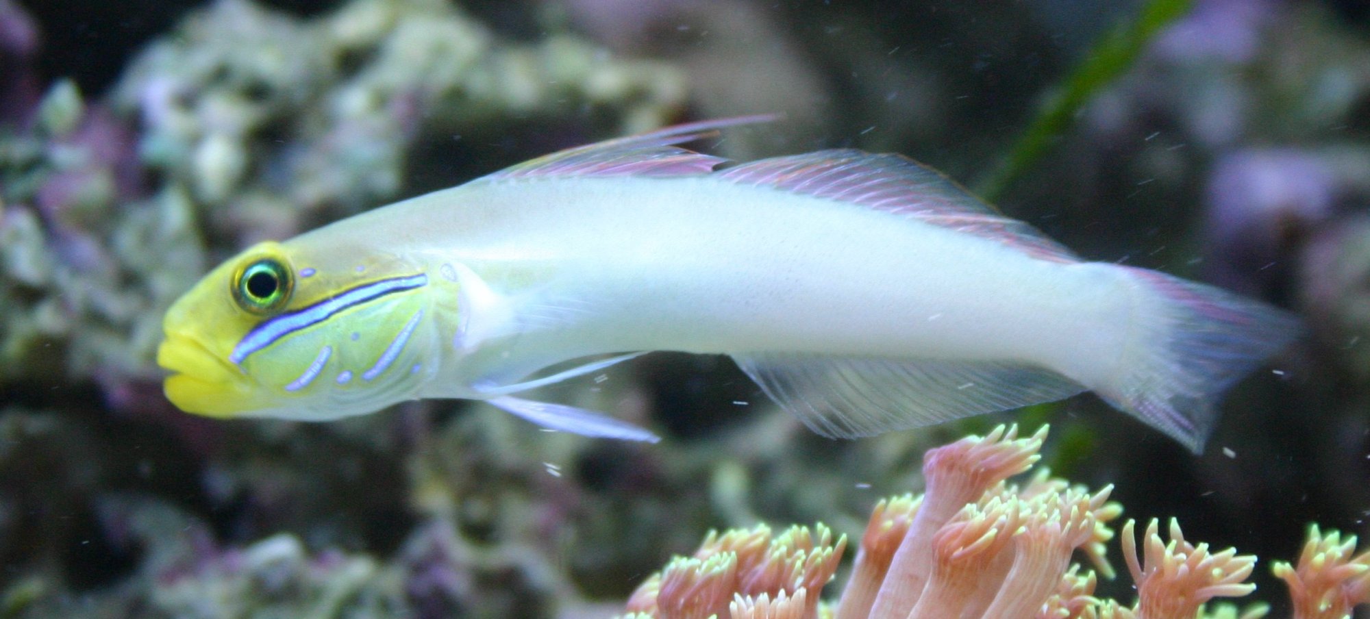 elongated pearl white body with golden face and blue flash