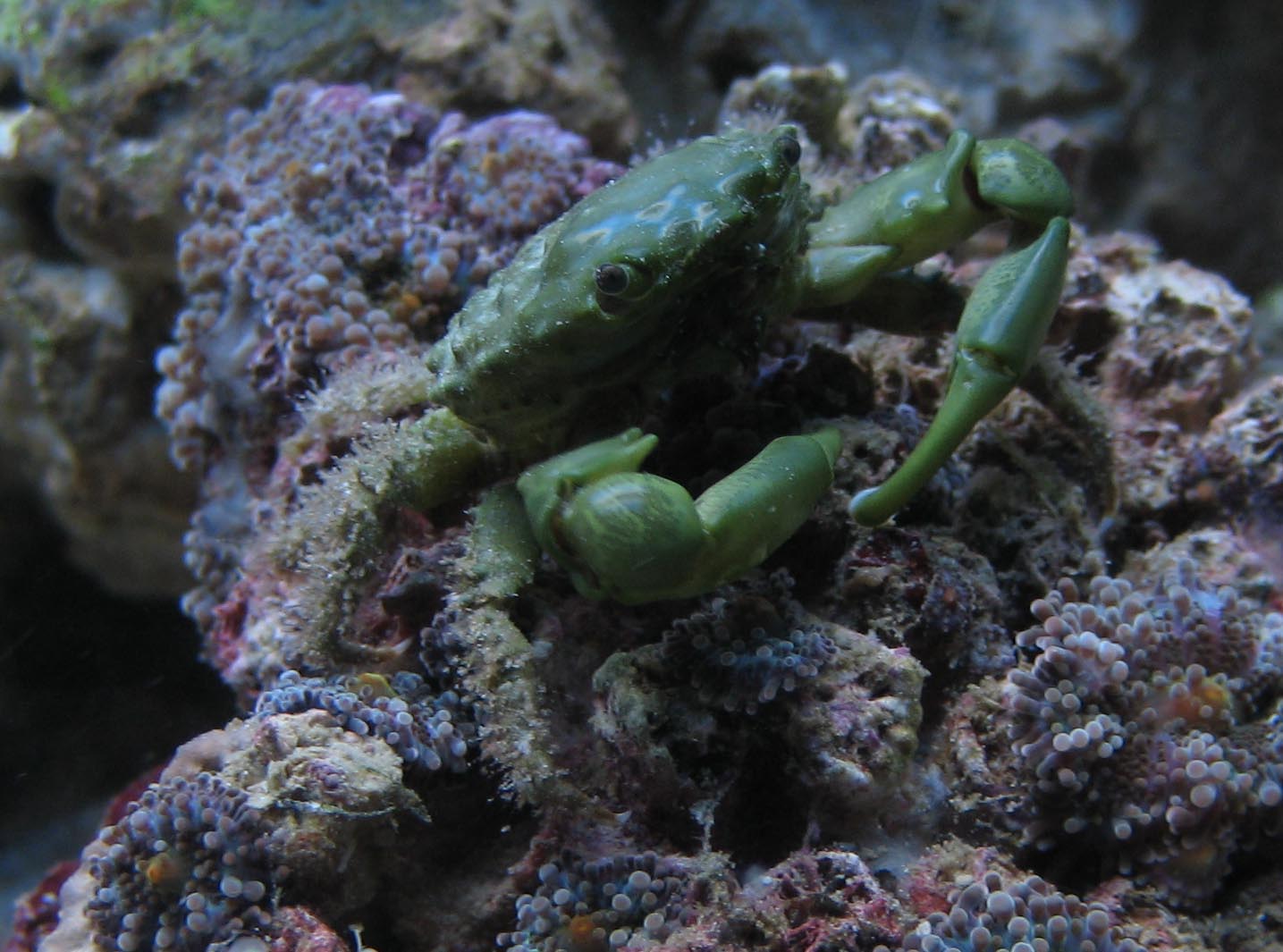 emerald crab1 med