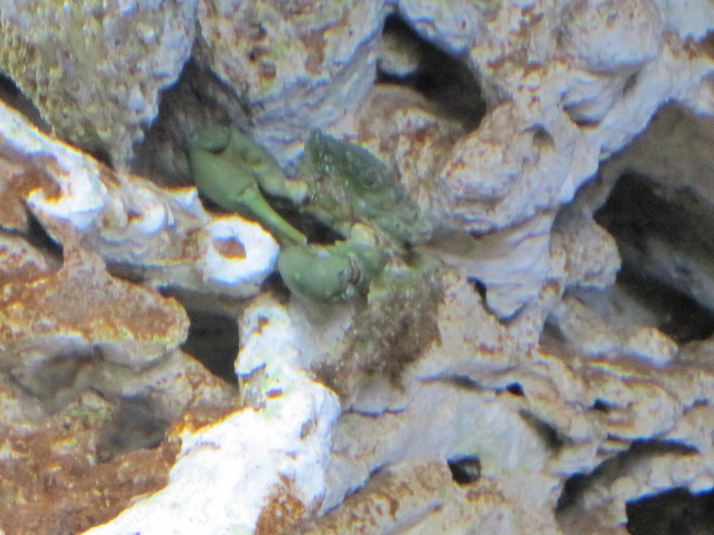 Emerald/Mithrax Crab added to tank couple of days ago and doing well.